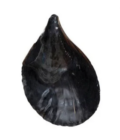Pen Clam Shell