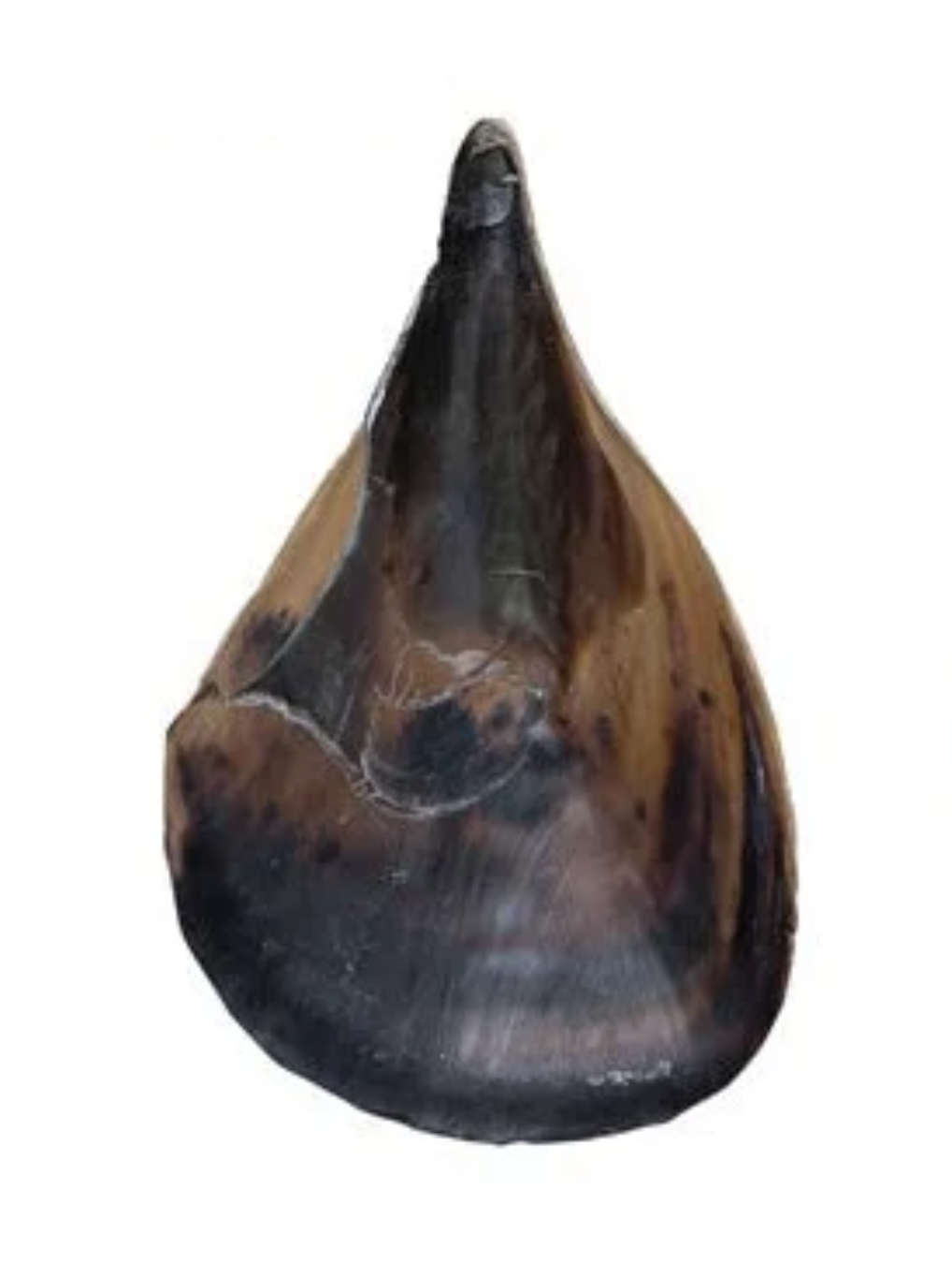 Pen Clam Shell