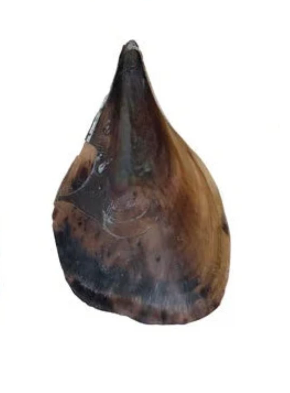 Pen Clam Shell