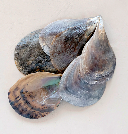 Pen Clam Shell