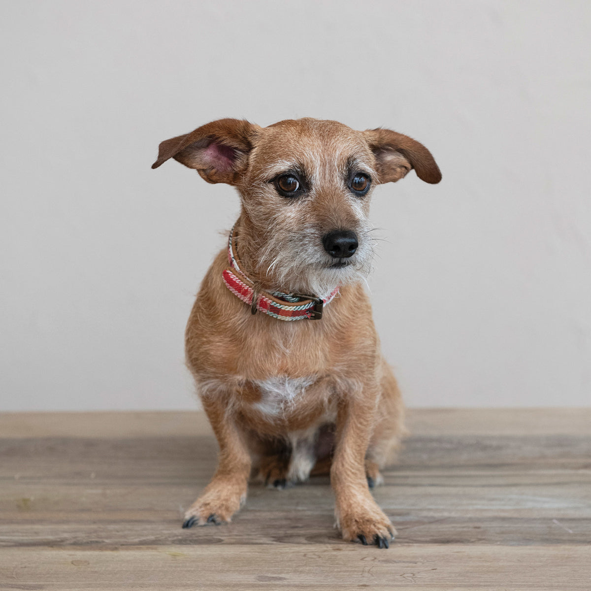 Small Dog Collar