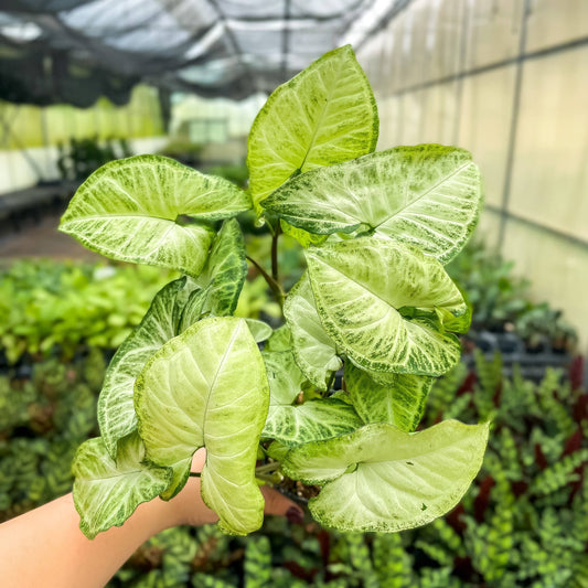 Butterfly Syngonium - 3"