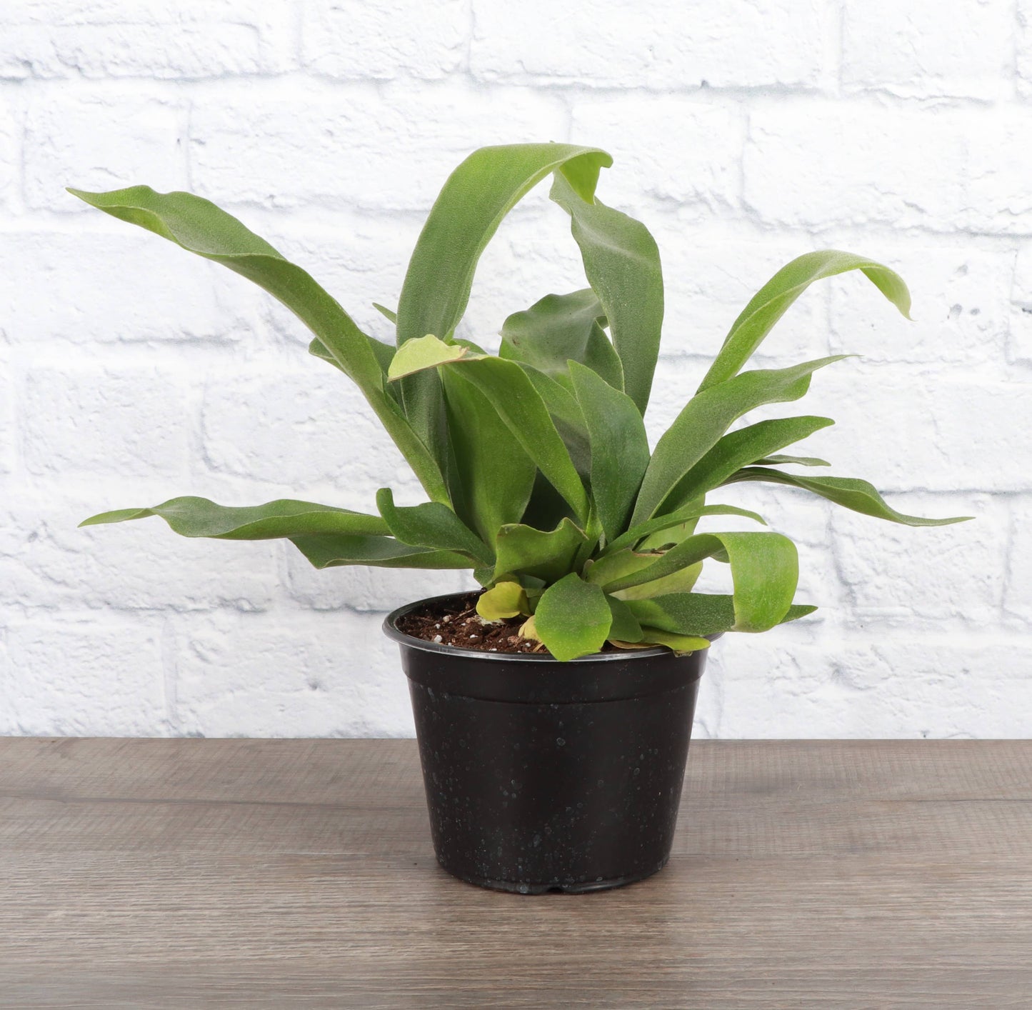 Staghorn Fern - 4"