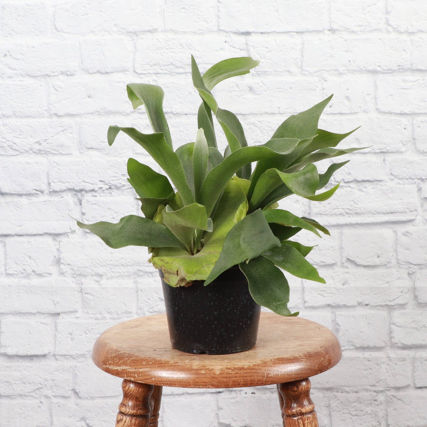 Staghorn Fern - 4"