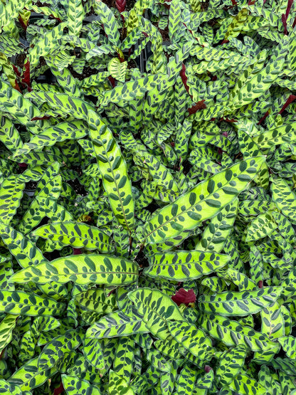 Calathea Rattlesnake - 4"