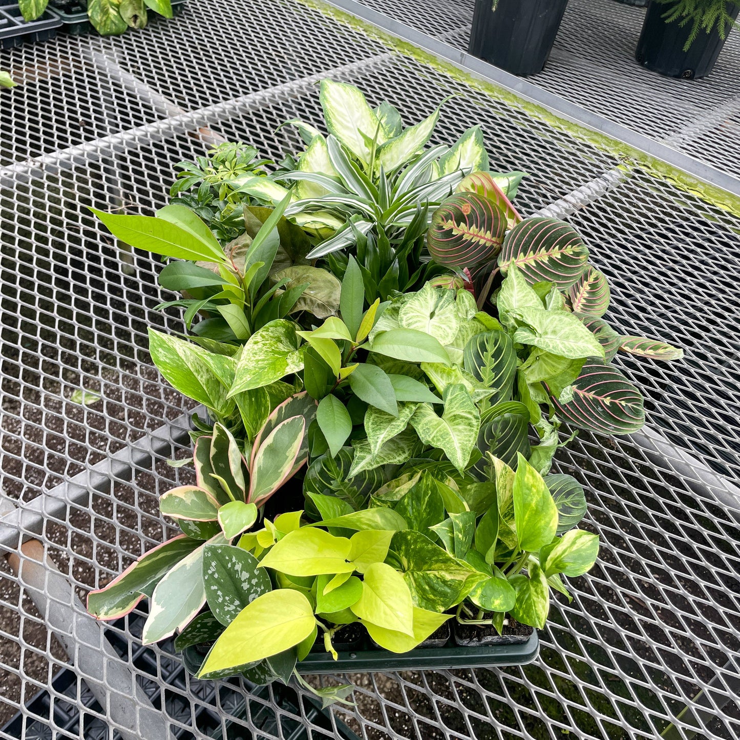 Plants Assort. - 3"