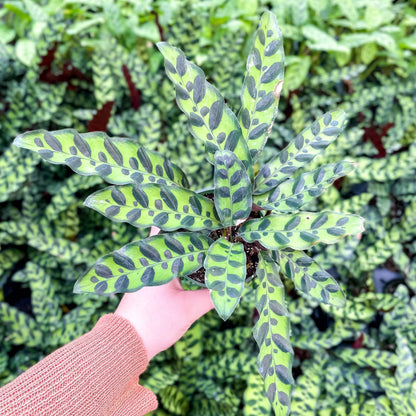Calathea Rattlesnake - 4"