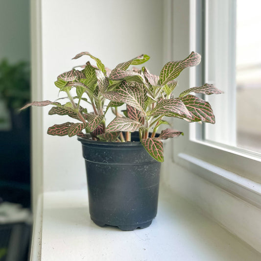 Pink Fittonia Nerve - 3"