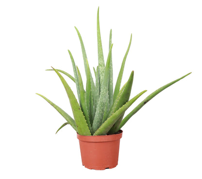 Aloe Vera - 4"