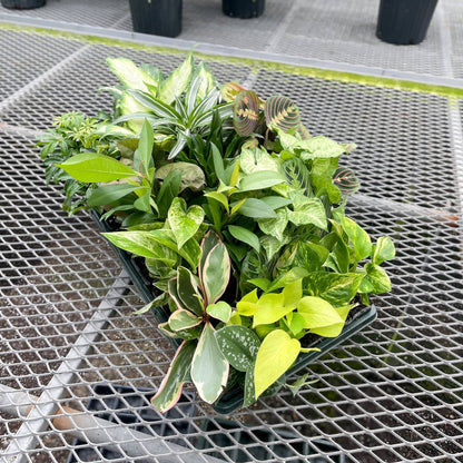 Plants Assort. - 3"