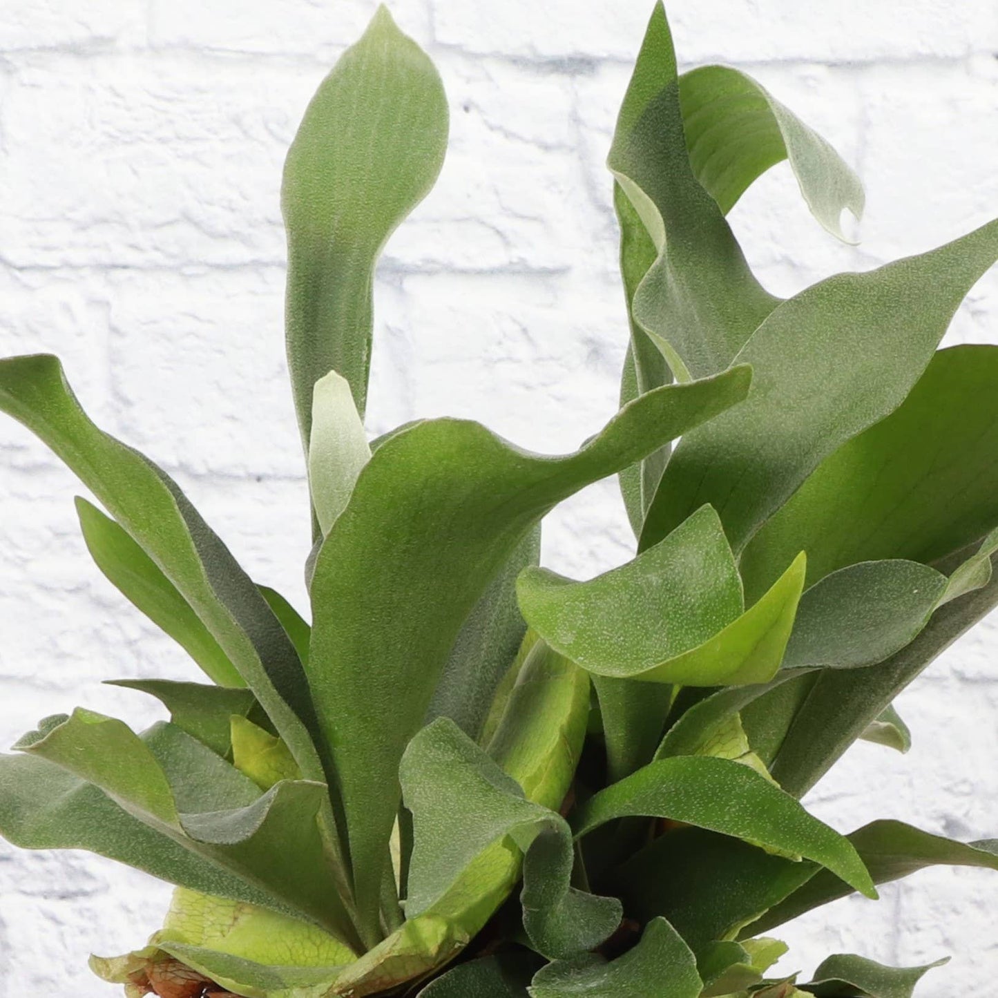 Staghorn Fern - 4"