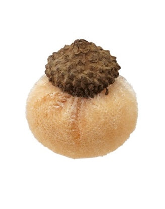 Velvet Acorn