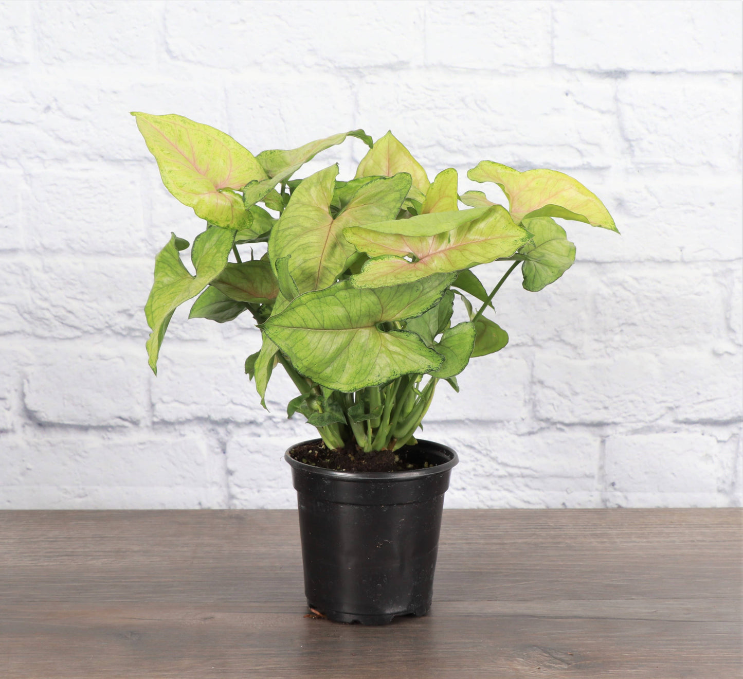 Butterfly Syngonium - 3"