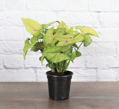 Butterfly Syngonium - 3"