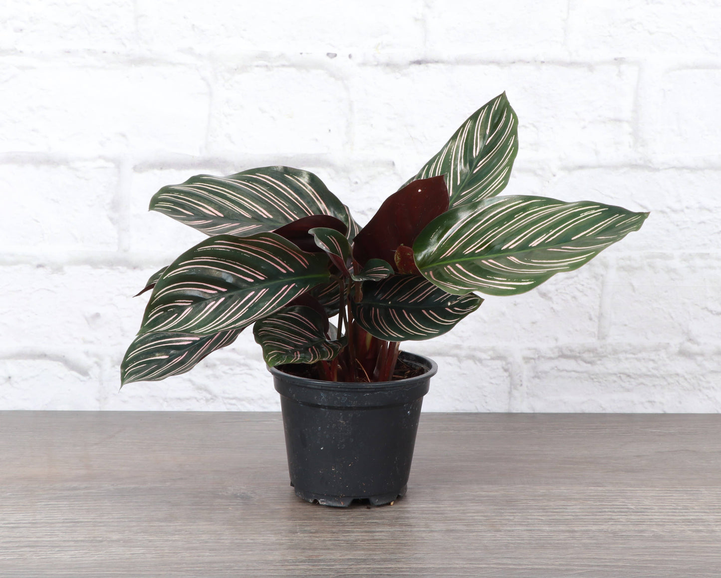 Calathea Pink Pinstripe - 4"