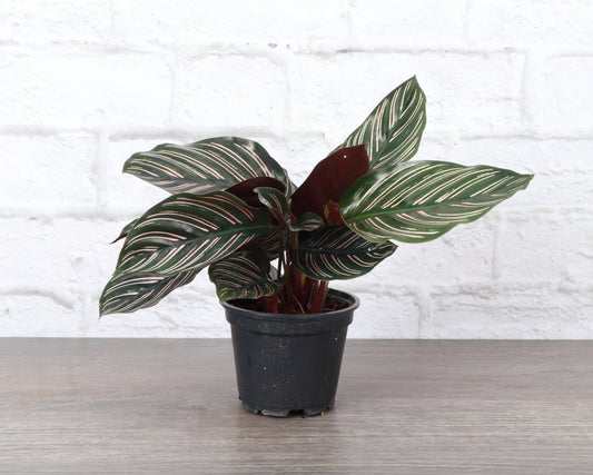 Calathea Pink Pinstripe - 4"