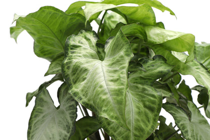Butterfly Syngonium - 3"