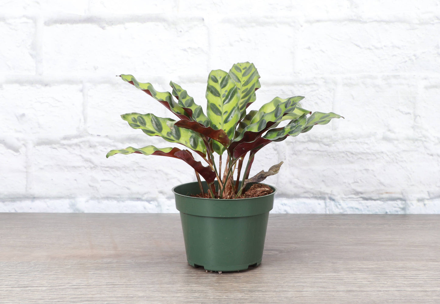 Calathea Rattlesnake - 4"