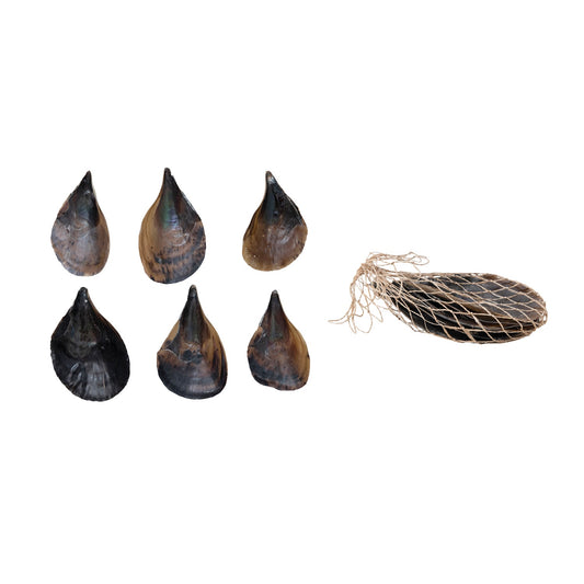 5"L x 12"H Pen Clam Shells in