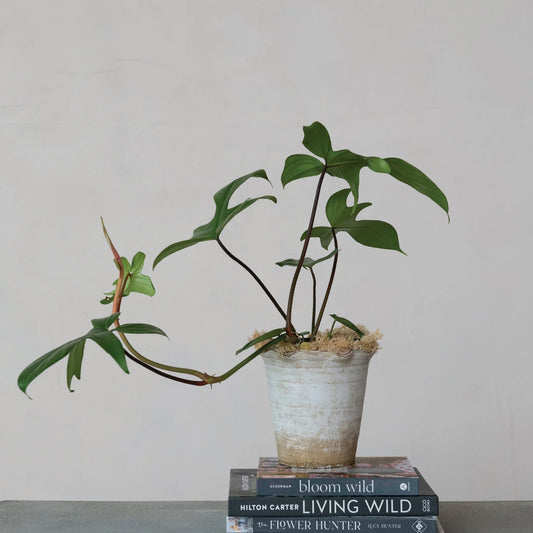 Terra-cotta Planter