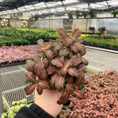 Pink Fittonia Nerve - 3"