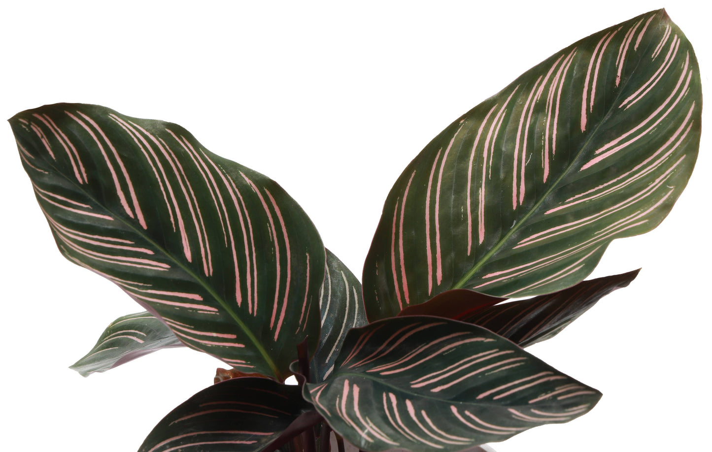 Calathea Pink Pinstripe - 4"