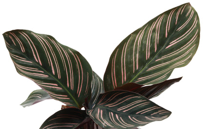 Calathea Pink Pinstripe - 4"