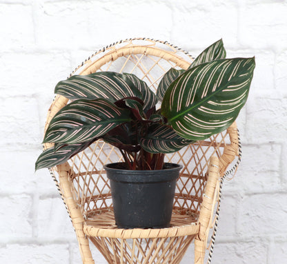 Calathea Pink Pinstripe - 4"