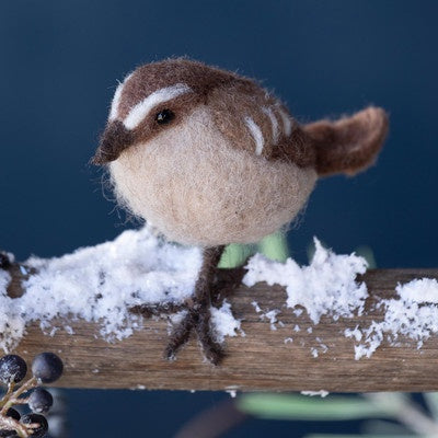Wool Brown Wren